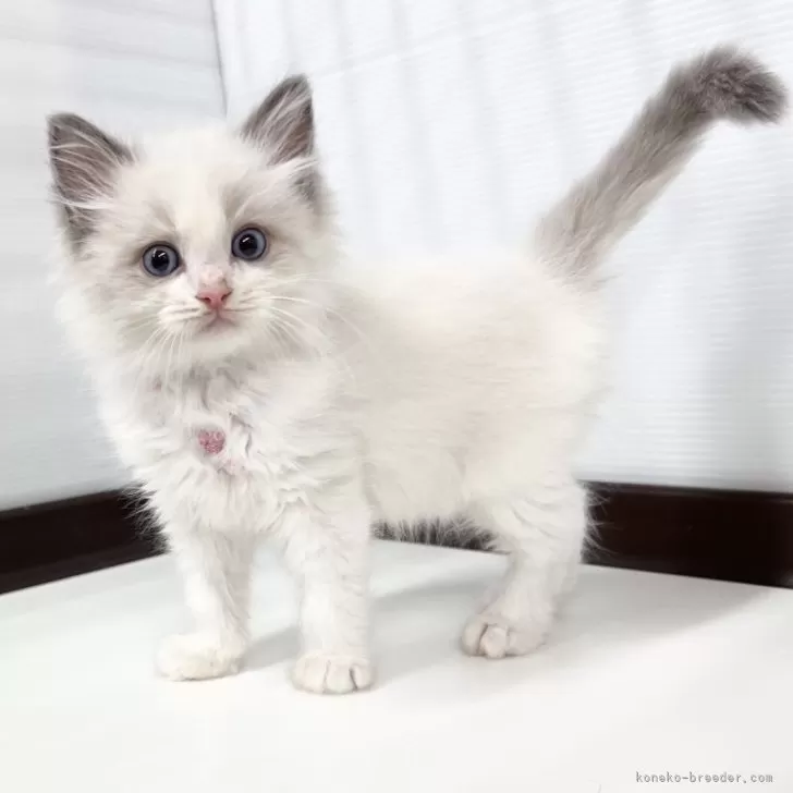 ID:2411-02281の子猫