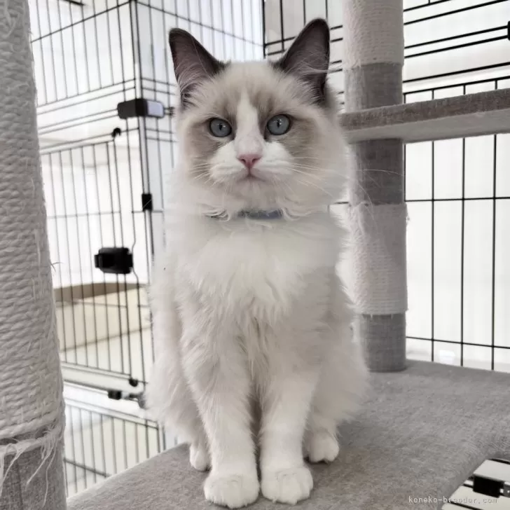 ID：2311-00809の子猫
