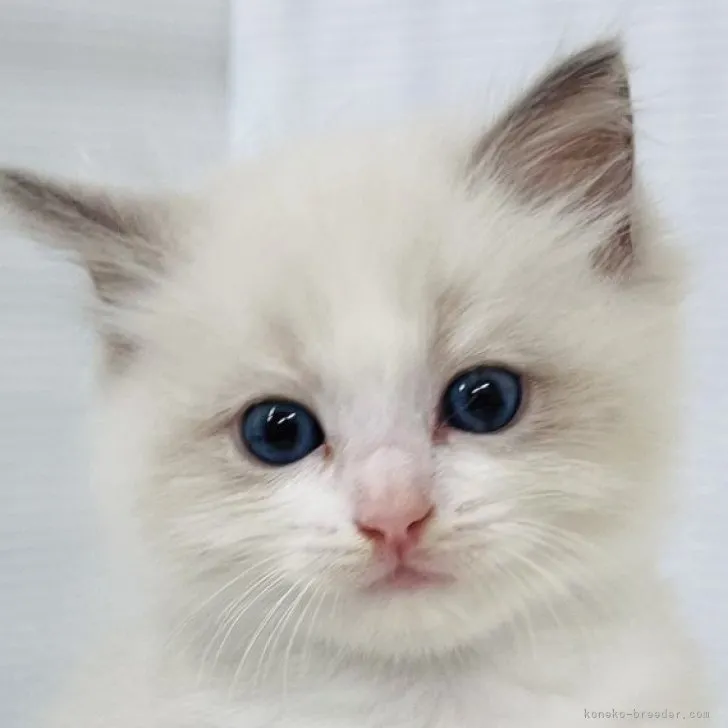 ID：2309-01647の子猫