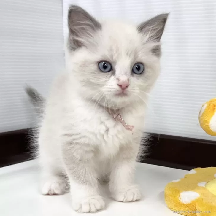 R.T 様のお迎えした子猫