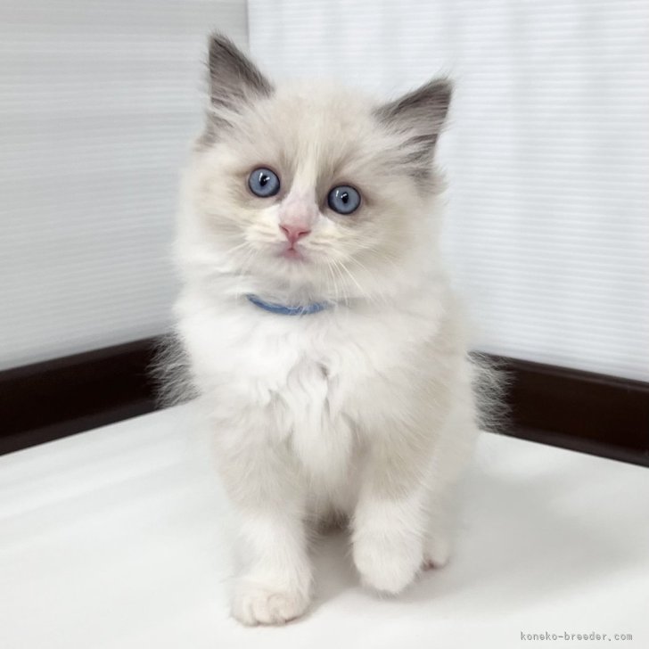もかぽん 様のお迎えした子猫