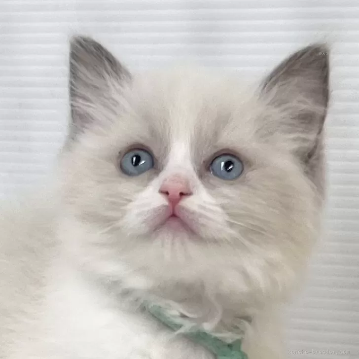 ID:2401-00512の子猫