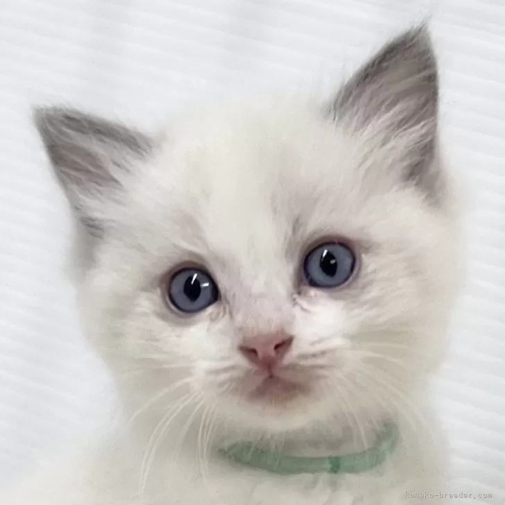 ID：2410-02832の子猫