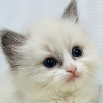 ラグドール【埼玉県・女の子・2023年5月31日・ブルーポイントバイカラー】の写真「可愛いさの中に隠された綺麗さ🤩」