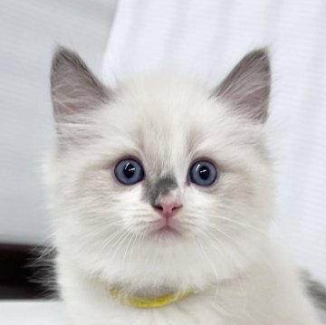 ラグドール【埼玉県・男の子・2024年7月7日・ブルーポイントバイカラー】の写真「進行中の可愛さ満喫男の子」