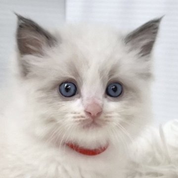 ラグドール【埼玉県・男の子・2024年10月17日・ブルーポイントバイカラー】の写真「可愛い」