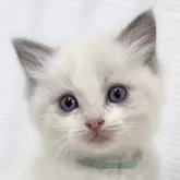 ラグドール【埼玉県・男の子・2024年9月23日・ブルーポイントバイカラー】の写真1