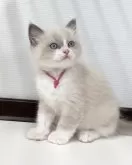 ラグドール【埼玉県・男の子・2024年7月10日・ブルーポイントバイカラー】の写真2