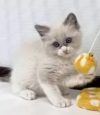 ラグドール【埼玉県・女の子・2024年5月10日・ブルーポイントバイカラー】の写真5