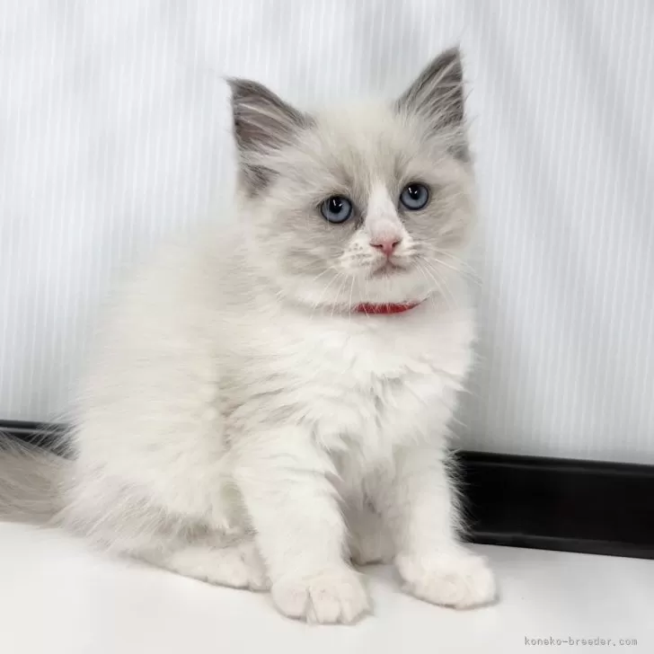 ID:2504-02526の子猫
