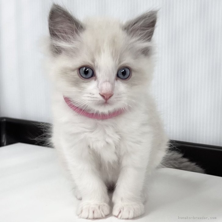 Y.W 様のお迎えした子猫