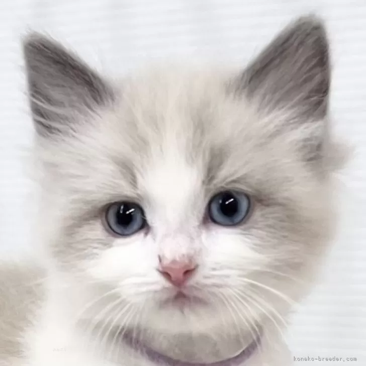T.F 様のお迎えした子猫