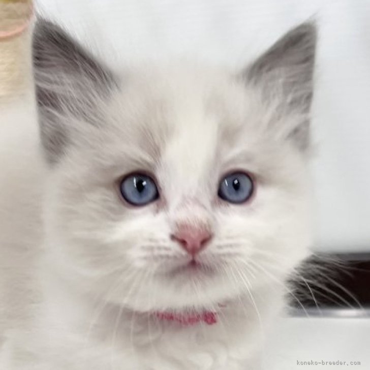 H.T 様のお迎えした子猫