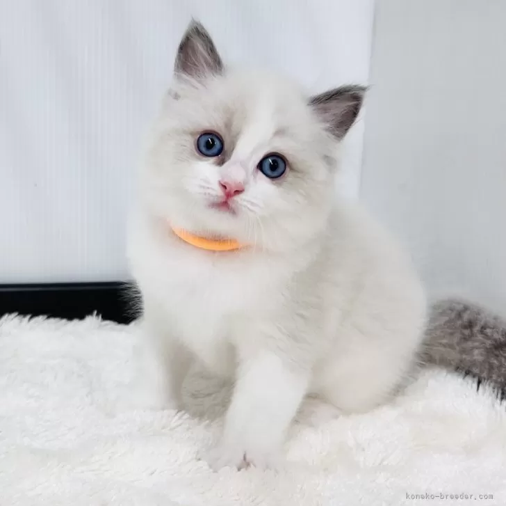 ID：2604-03304の子猫