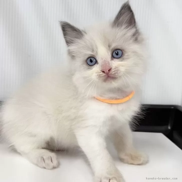 ID:2505-01032の子猫