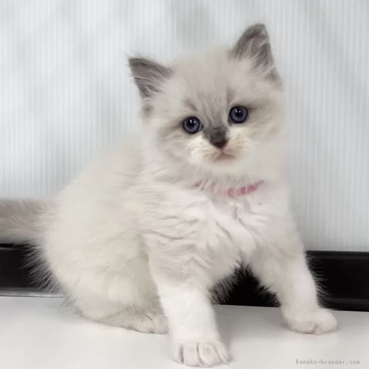 H.K 様のお迎えした子猫