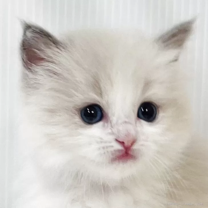 ID：2508-00954の子猫