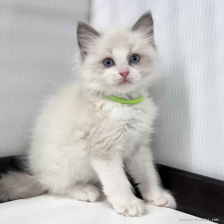 H.M 様のお迎えした子猫