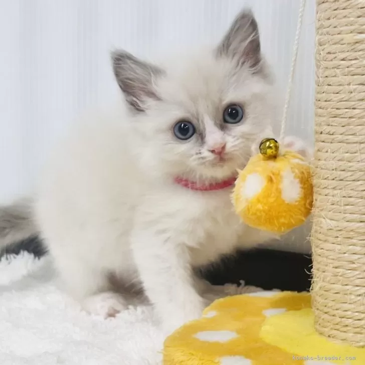 ID：2511-01994の子猫