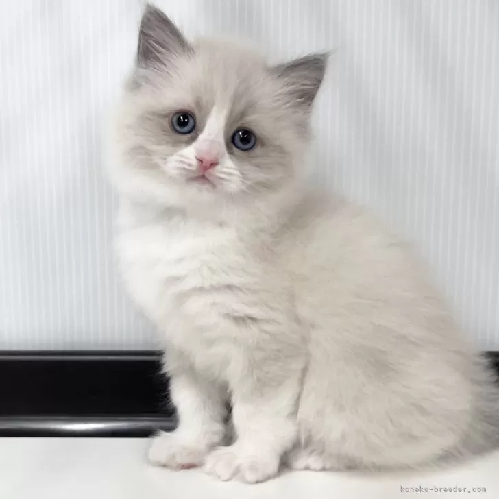 ID:2412-02207の子猫