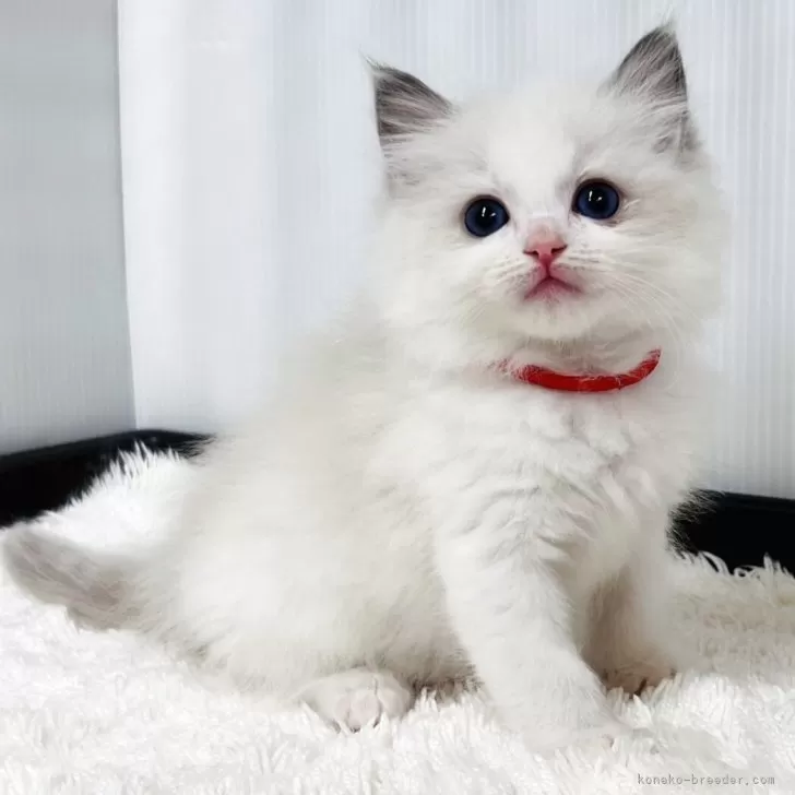 ID：2603-02094の子猫