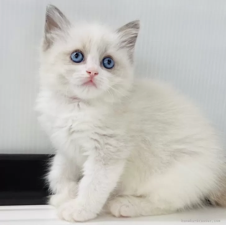 ID：2506-01804の子猫