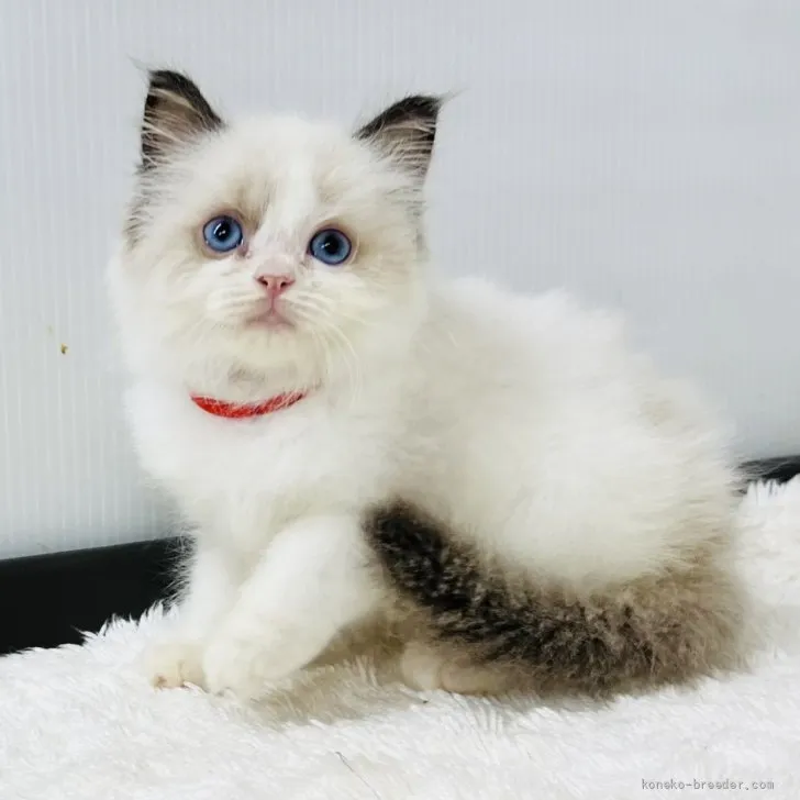 ID：2606-02337の子猫