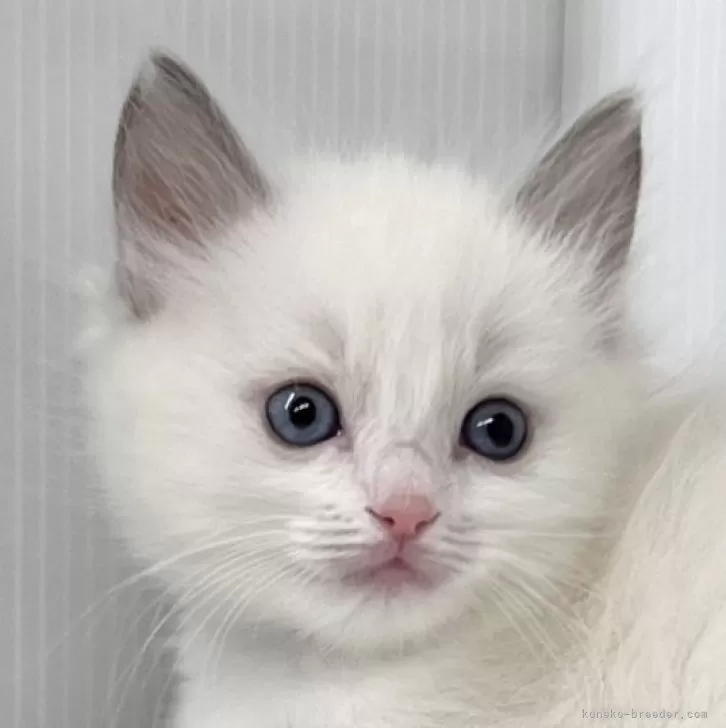 ID：2501-01650の子猫