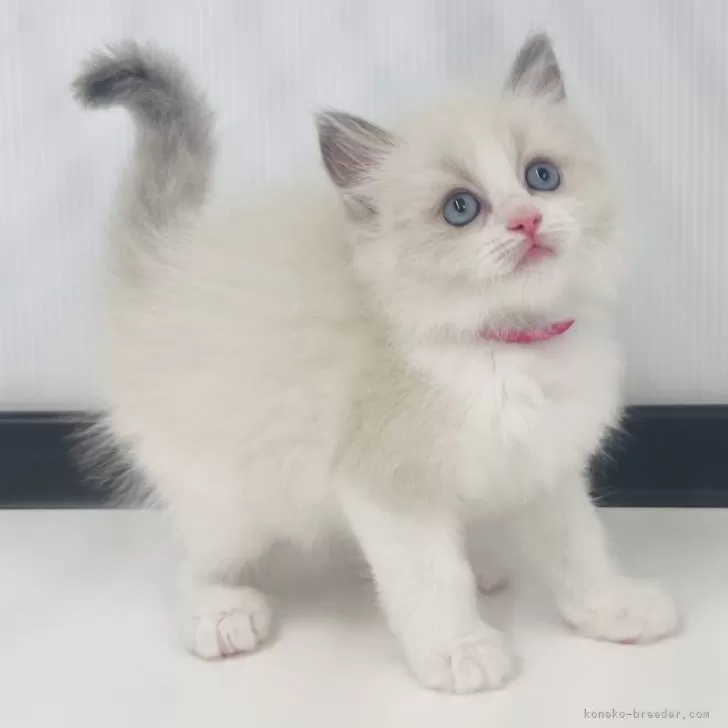 よしかわ 様のお迎えした子猫