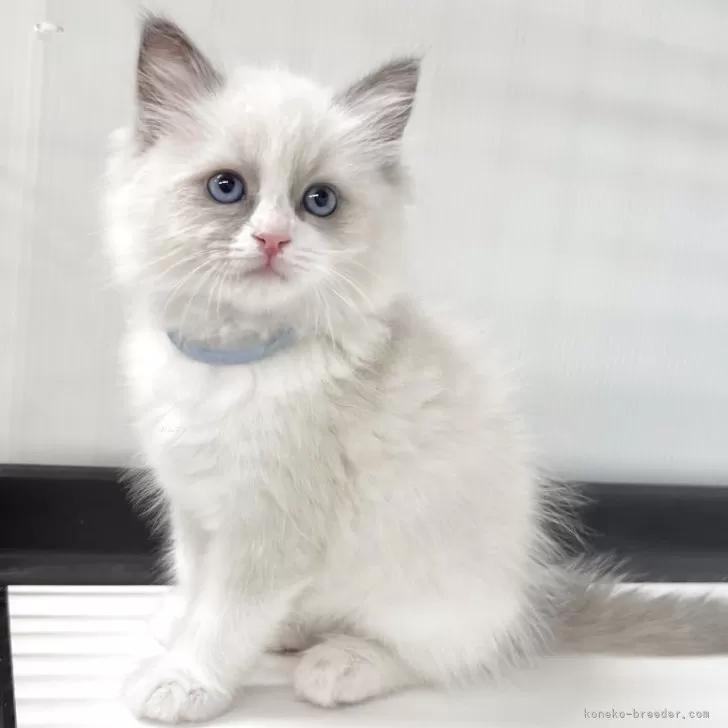ID：2504-02274の子猫