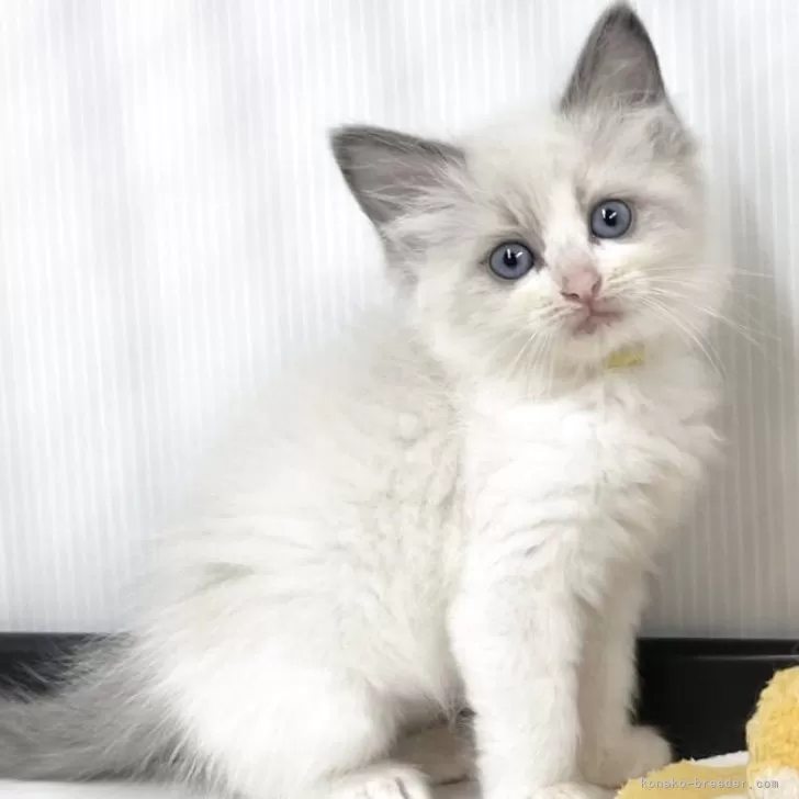 ID：2505-01880の子猫