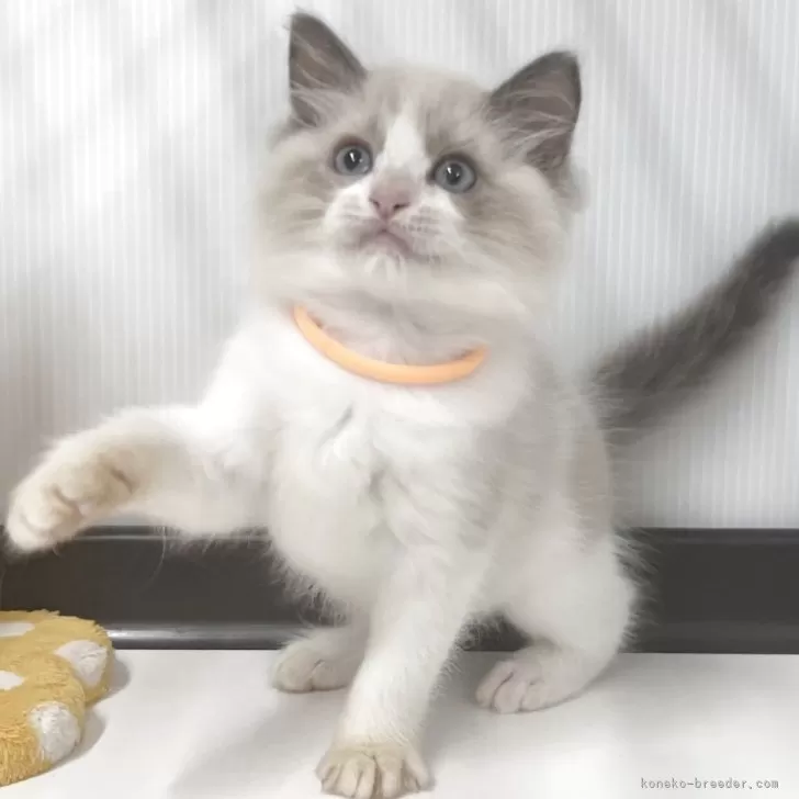 ID：2505-03310の子猫