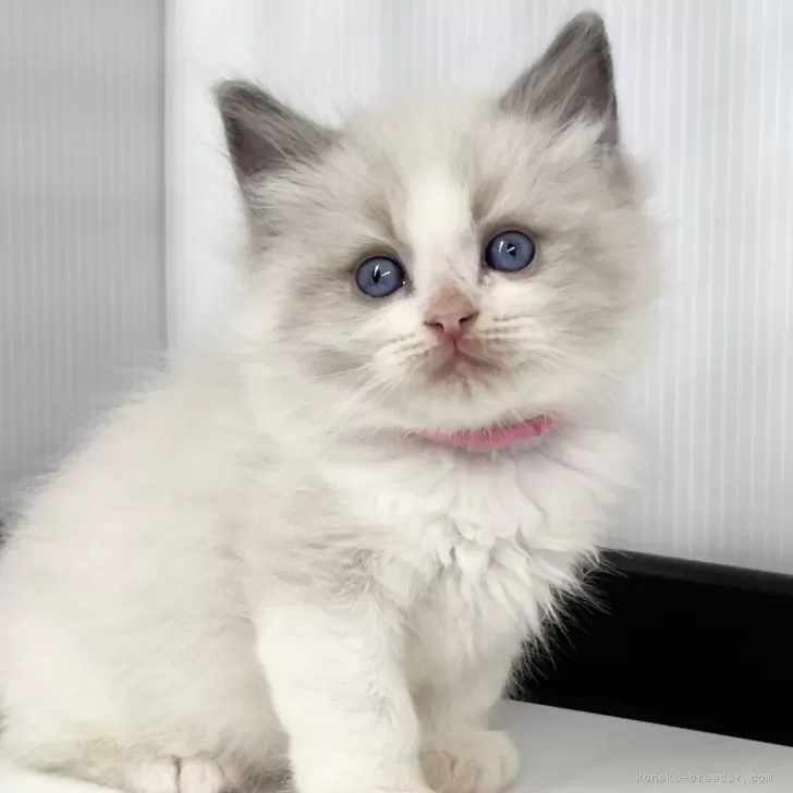 S.Y 様のお迎えした子猫