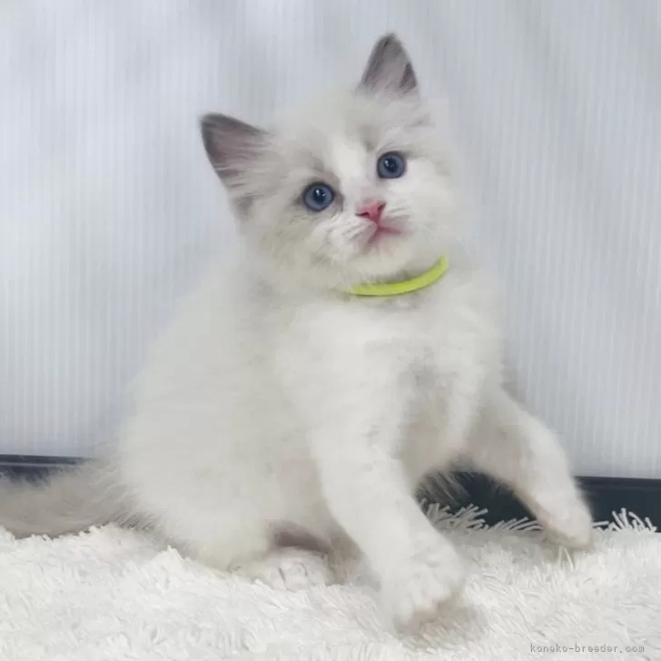 R.U 様のお迎えした子猫