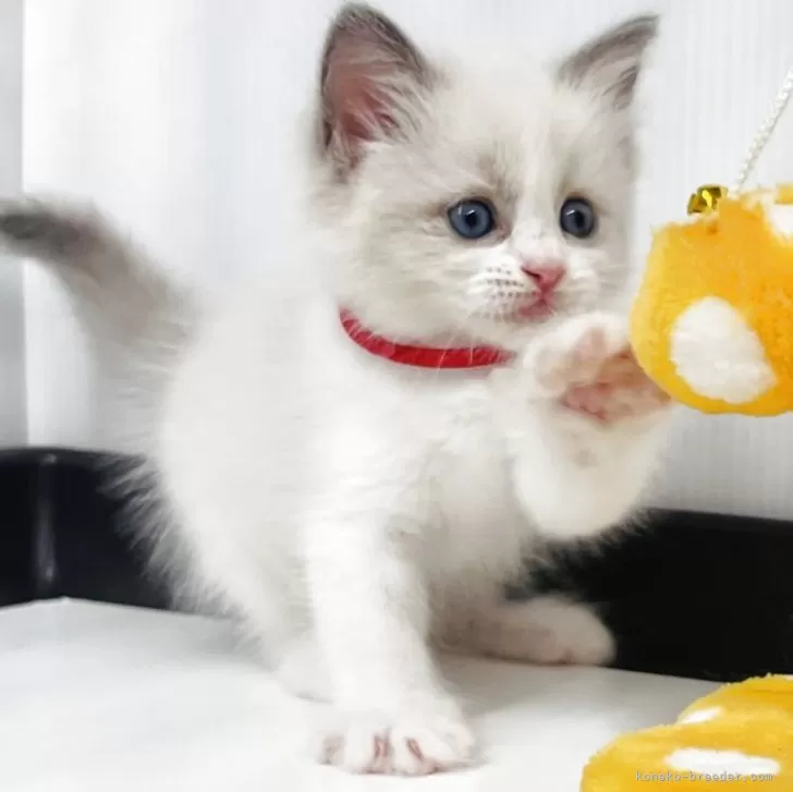 D.T 様のお迎えした子猫