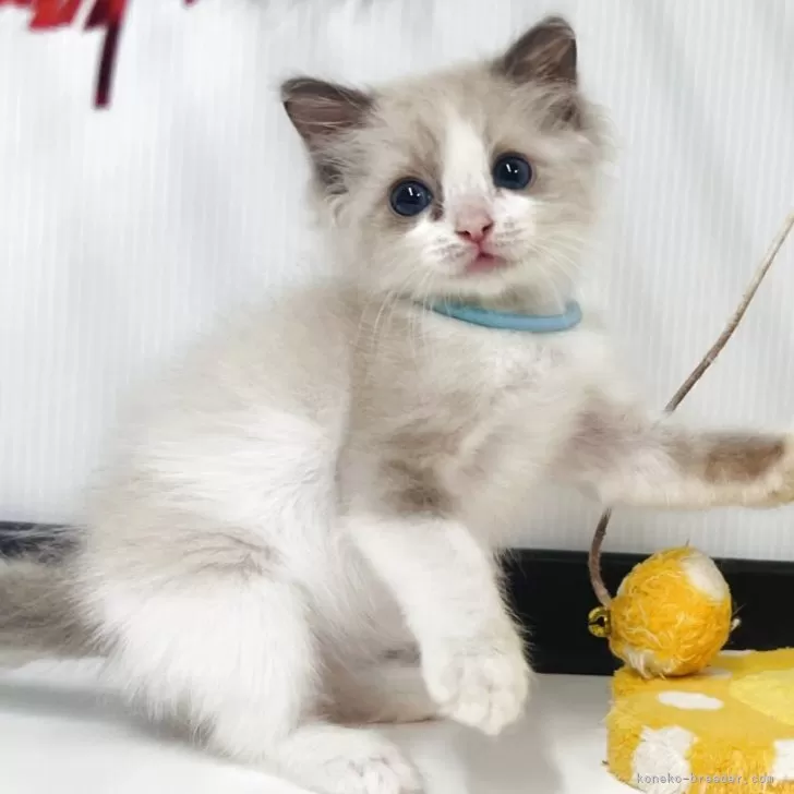 ID：2505-03309の子猫