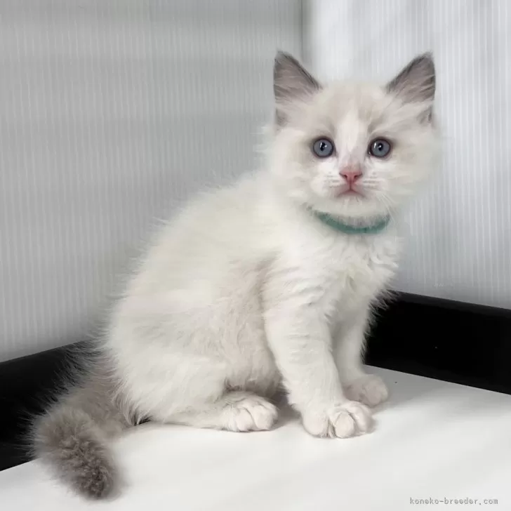 ID：2504-00230の子猫
