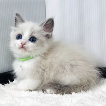 ラグドール【埼玉県・男の子・2025年10月24日・ブルーポイントバイカラー】の写真「貴公子みたいな男の子」