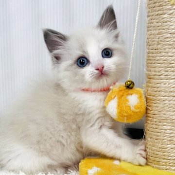 ラグドール【埼玉県・男の子・2025年10月24日・ブルーポイントバイカラー】の写真「可愛さど真ん中の男の子」