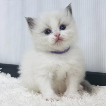 ラグドール【埼玉県・女の子・2025年10月13日・ブルーポイントバイカラー】の写真「可愛い」