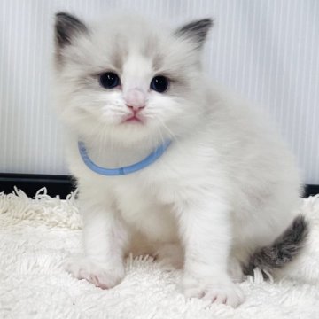 ラグドール【埼玉県・男の子・2025年10月13日・ブルーポイントバイカラー】の写真「可愛い」
