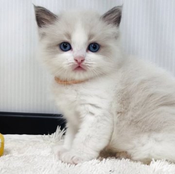 ラグドール【埼玉県・女の子・2025年9月24日・ブルーポイントバイカラー】の写真「可愛いさ満点女の子」