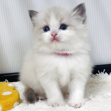 ラグドール【埼玉県・男の子・2025年10月13日・ブルーポイントバイカラー】の写真「ムチムチふわふわアッパレBOY」