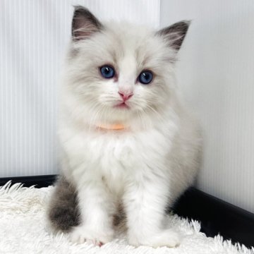 ラグドール【埼玉県・女の子・2025年9月24日・ブルーポイントバイカラー】の写真「迷う事なく可愛い女の子」