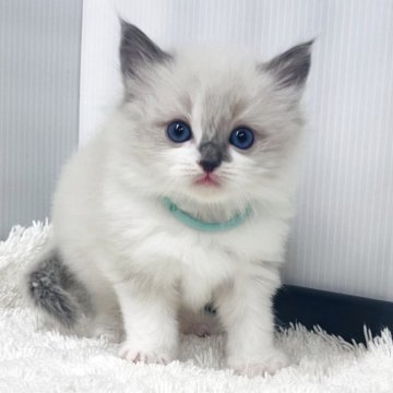 ラグドール【埼玉県・男の子・2025年10月28日・ブルーポイントバイカラー】の写真「天真爛漫な可愛い男の子」