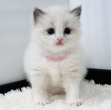 ラグドール【埼玉県・男の子・2025年10月13日・ブルーポイントバイカラー】の写真「可愛い」