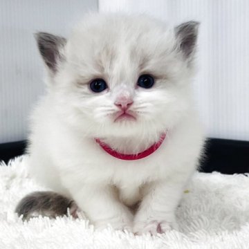 ラグドール【埼玉県・男の子・2025年10月13日・ブルーポイントバイカラー】の写真「生後30日でこの風格はアッパレBOY」