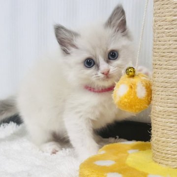 ラグドール【埼玉県・男の子・2025年10月24日・ブルーポイントバイカラー】の写真「一言可愛いさ進行中でーす」