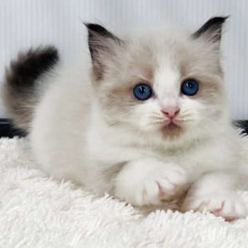 ラグドール【埼玉県・男の子・2025年9月8日・シールポイントバイカラー】の写真「絶好調に可愛い男の子」