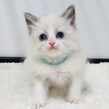 ラグドール【埼玉県・女の子・2025年10月24日・ブルーポイントバイカラー】の写真「めちゃくちゃ可愛い女の子」